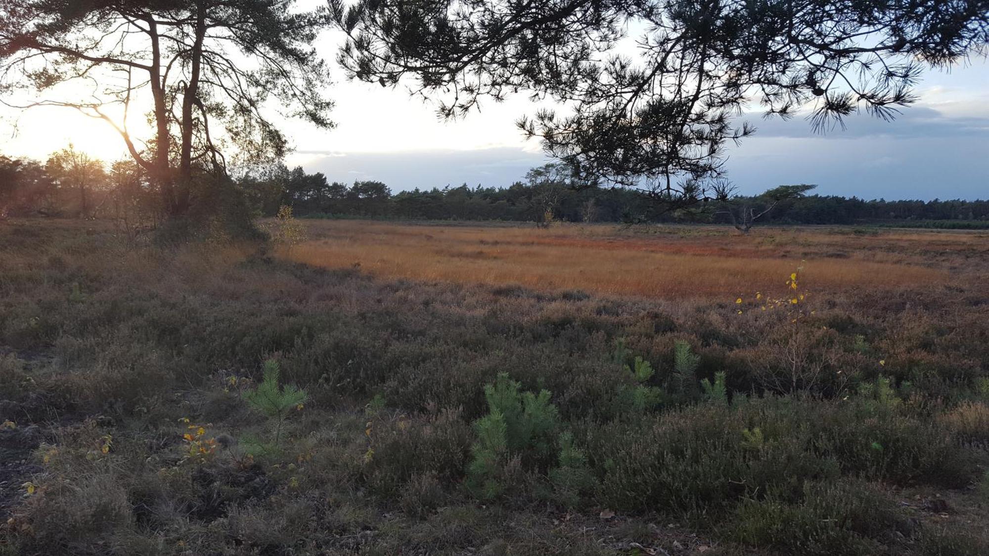 Dennenhuis Vaassen Esterno foto